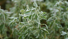2AlfFrost_ph