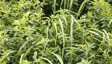 2Alf_grass_ph