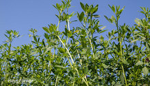 2Alfalfa_ph