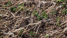 2Alfalfa_ph