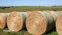 2Alfalfa_ph