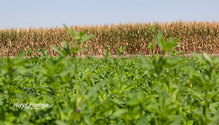 2Alfalfa_ph