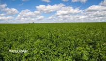 2Alfalfa_ph