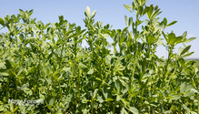 2Alfalfa_ph