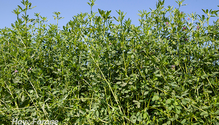 2Alfalfa_ph