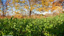 2Alfalfa_ph
