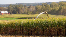 2BeefSilage_ph