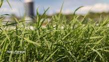 2Bermudagrass_ph