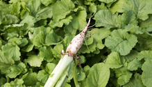 2Brassicas_ph