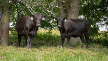 2Breeding_ph