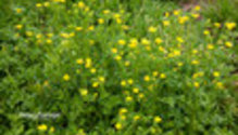 2Buttercup_ph
