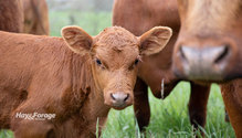 2Calves_ph