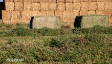 2CaramelizedHay_ph