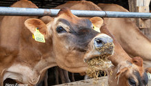 2CoolCows_ph