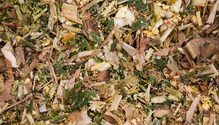 2CornSilage_ph
