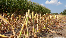 2CornSilage_ph