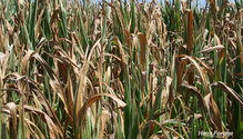 2CornSilage_ph