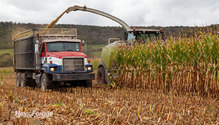 2CornSilage_ph