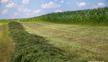 2Corn_ph2