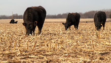 2Cornstalks_ph