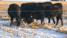 2Cornstalks_ph