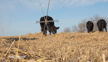 2CoverCrop_ph