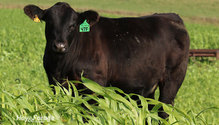 2CoverCrop_ph