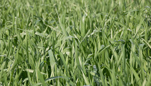 2CoverCrops_ph