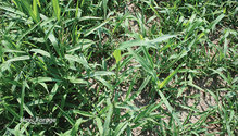 2Crabgrass_ph