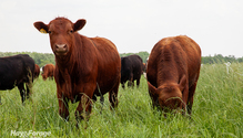 2CustomGrazing_ph