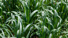 2DoubleCrop_ph