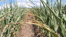 2DroughtSilage_ph
