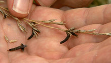 2Ergot_ph