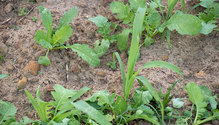 2FallForage_ph