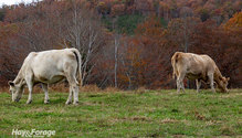 2FallGrazing_ph