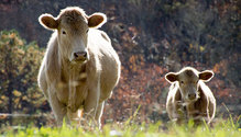 2FallPasture_ph
