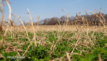 2FallRegrowth_ph