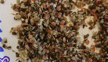 2FertilizerSeed_ph