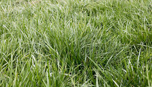 2Fescue_ph