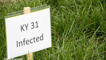 2Fescue_ph
