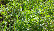 2Foliar_ph