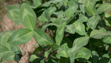2FrostSeed_ph