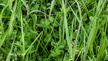 2FrostSeed_ph