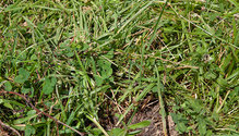 2FrostSeeding_ph