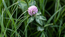 2FrostSeeding_ph