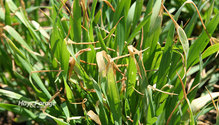 2Frost_ph