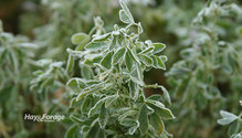 2FrostedAlfalfa_ph