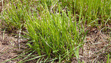 2Grass_ph
