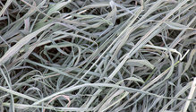 2GrassyHay_ph