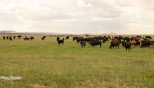 2Grazing_ph